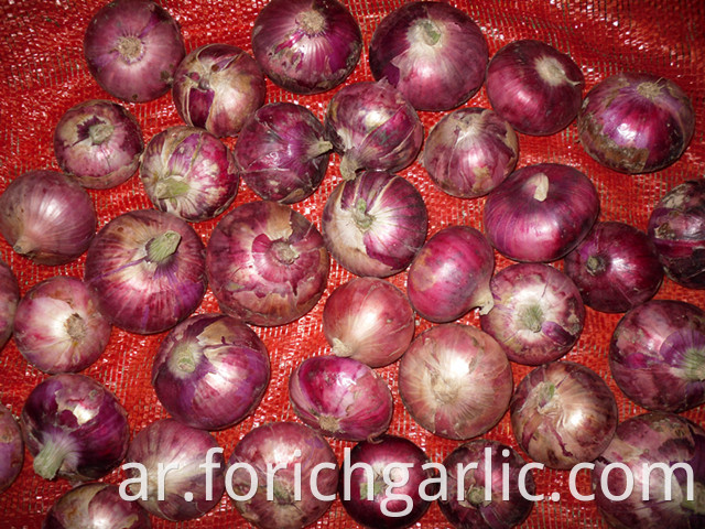 Red Onion